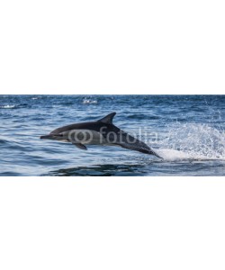 gudkovandrey, Dolphins jump out at high speed out of the water. South Africa. False Bay.