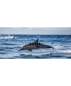 gudkovandrey, Dolphins jump out at high speed out of the water. South Africa. False Bay.