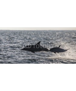 gudkovandrey, Dolphins jump out at high speed out of the water. South Africa. False Bay.