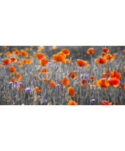 Mike Mareen, poppy field