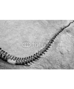 MaciejBledowski, Dinosaur skeleton in Dinosaur National Monument, Utah, USA