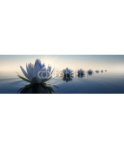 psdesign1, Lotusblüten im Sonnenuntergang