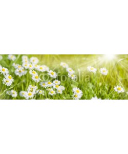 Wolfilser, Bunte Blumenwiese im Frühling und Sonnenstrahlen