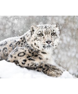 Abeselom Zerit, Snow Leopard In Snow Storm III