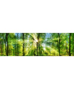 Smileus, Frisch grüner Wald, verzaubert von Sonnenstrahlen, Landschaft Panorama