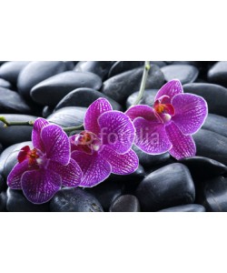 Mee Ting, beautiful orchid detail still life spa stones