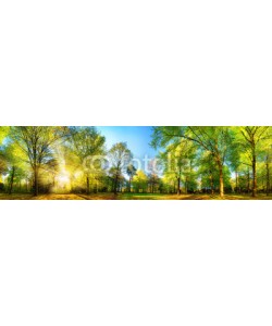 Smileus, Gorgeous panoramic spring scenery with the sun beautifully illuminating the fresh green foliage