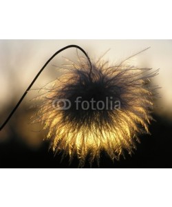 Anette Linnea Rasmus, silhouette of clematis seed