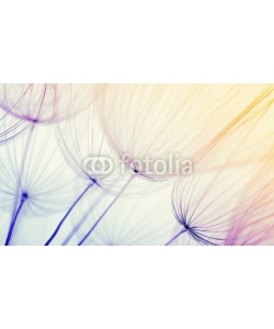 Alekss, dandelion flower background