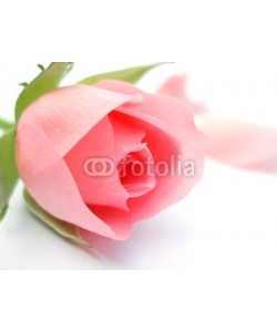 Anette Linnea Rasmus, pink rose