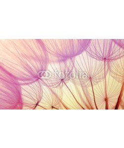 Alekss, dandelion flower background