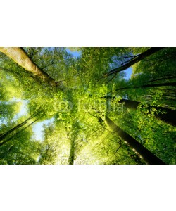 Smileus, Rays of sunlight falling through a tree canopy create an enchanting atmosphere in a fresh green forest