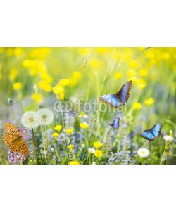 luigi giordano, prato fiorito con farfalle