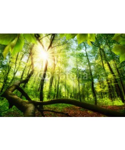 Smileus, Green beech forest with bright beautiful sun beams, framed by foreground foliage and a fallen tree trunk