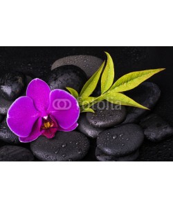 luigi giordano, orchidea con sassi neri
