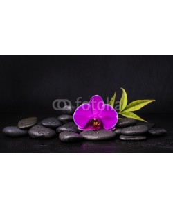 luigi giordano, orchidea con sassi neri