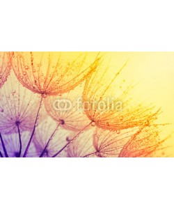 Alekss, dandelion flower background