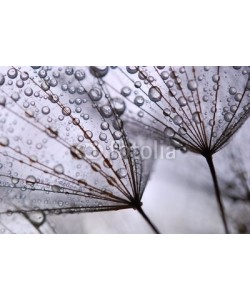 Anette Linnea Rasmus, dandelion seeds