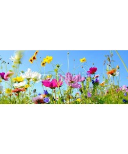 S.H.exclusiv, Blumenwiese - Hintergrund Panorama - Sommerblumen