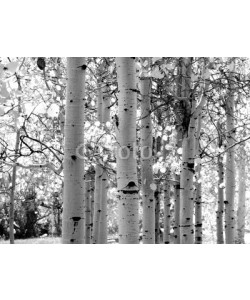 David Smith, black and white image of aspen trees
