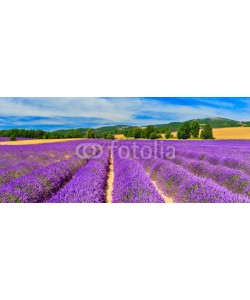 denis_333, Lavender field