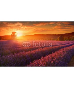 denis_333, Lavender field at sunset, Provence, France