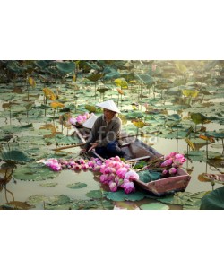 sutiporn, Agriculture is harvesting lotus in the swamp.
