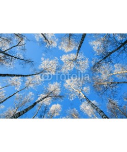 nataba, the natural view from the bottom to the tops of the birch trees covered with white frost against a blue sky