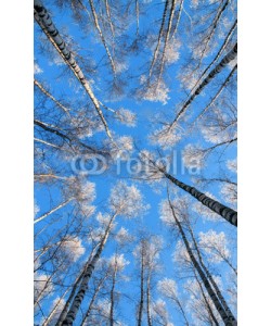nataba, beautiful natural background with long, slender trunks of the birch trees reaching to a blue sky the top is covered with white bright snow