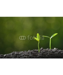 amenic181, Young plant in the morning light growing out from soil