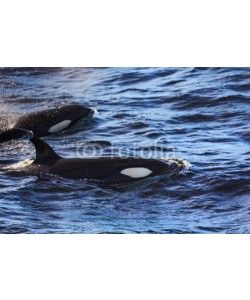 IAM-PHOTOGRAPHY, Orcas pilot whales taken at the atlantic near andenes