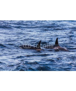 IAM-PHOTOGRAPHY, Orcas pilot whales taken at the atlantic near andenes lofoten