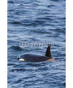 IAM-PHOTOGRAPHY, Orcas pilot whales taken at the atlantic near andenes lofoten