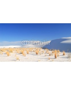 David Smith, Shrubs growing in the White Sand Dunes National Park