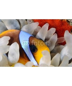 uwimages, Anemone fish lying eggs