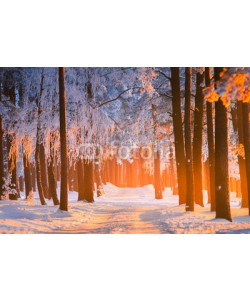 alexugalek, Winter forest scenery