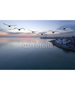 Andrzej Gryczkowski, Bodensee - Friedrichshafen - Vögel