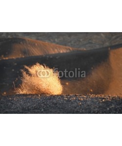David Smith, sage brush illuminated by rising sun in death valley california