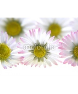 Anette Linnea Rasmus, white spring daisies