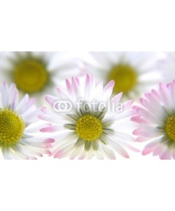 Anette Linnea Rasmus, white spring daisies