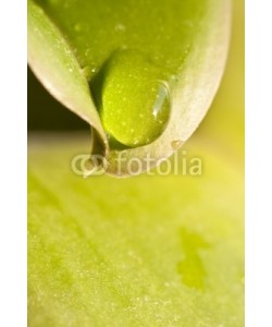 Delphotostock, Goutte d'eau sur une feuille