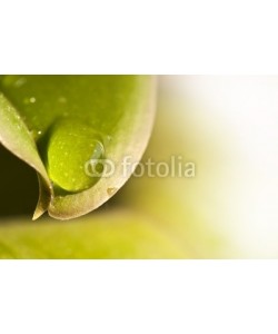 Delphotostock, Goutte d'eau sur une feuille
