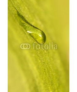 Delphotostock, Goutte d'eau sur une feuille