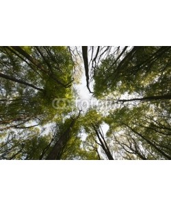 Paul Lampard, Abstract forest canopy