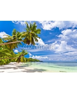 Beboy, seychelles plage cocotier