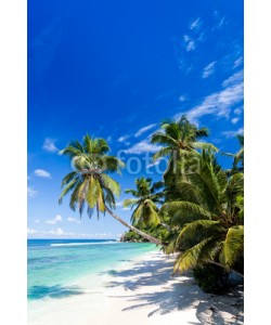 Beboy, seychelles plage cocotier