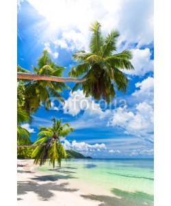 Beboy, seychelles plage cocotier