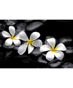 Mee Ting, Still life with frangipani and black pebbles
