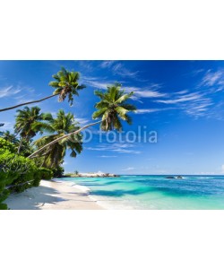 Beboy, seychelles plage cocotier