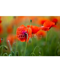 Nailia Schwarz, Roter Mohn